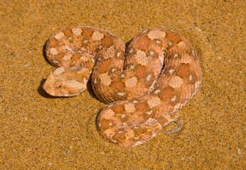 Vibora sopladora cornuda (Bitis caudalis), Desierto del Namib, Namibia, Africa