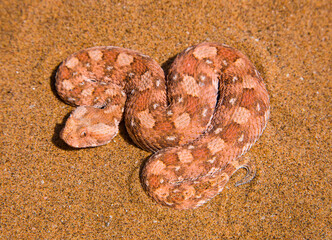 Vibora sopladora cornuda (Bitis caudalis), Desierto del Namib, Namibia, Africa