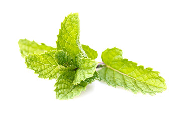 Peppermint isolated on a white background