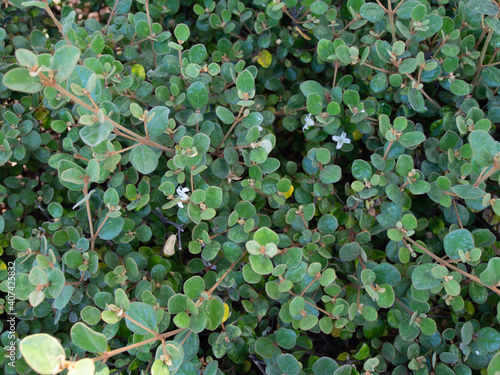 ホワイトコレアの葉っぱのテクスチャ Wall Mural Wallpaper Murals 山尾 由美