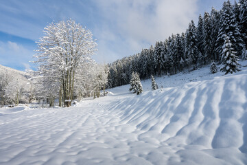 La forêt domaniale vosgienne sous la neige, Lieu-dit Le Rudlin, dans la vallée de la Haute-Meurthe, Gérardmer, Xonrupt-Longemer, Vosges, France