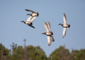 The gadwall (Mareca strepera) is a common and widespread dabbling duck in the family Anatidae.