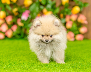 Fluffy Pomeranian spitz puppy stands on green summer grass and looks at camera