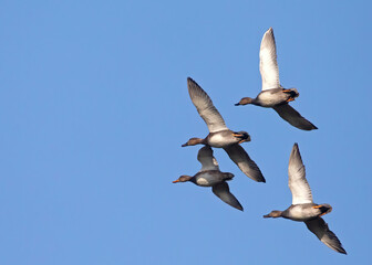 The gadwall (Mareca strepera) is a common and widespread dabbling duck in the family Anatidae.
