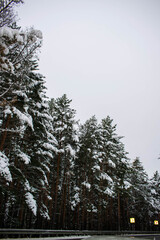 Winter landscape with green firs