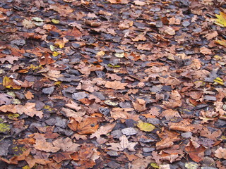 autumn afternoon in the forest, falling leaves from the trees, sunny cold day, wild nature, adventure trip, family travel,colour