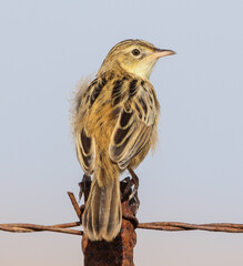 beccamoschino uccello