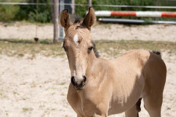 Small newborn yellow foal looking over the shoulder to the camera. Neck and head against a sandy background. With shadow on the back