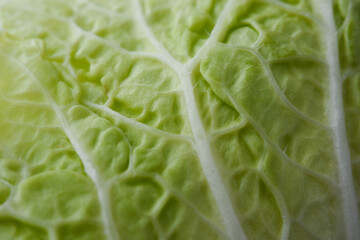 Chinese cabbage close up macro
