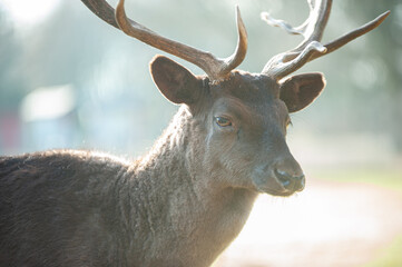 Hirsch