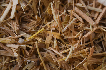 ginseng close up macro