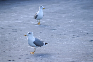 A couple of seagulls walking on the street
