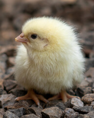 PORTÃO, RIO GRANDE DO SUL, BRAZIL - JANUARY 21, 2021: Yellow chick on its first day of life on a gravel floor investigating the new world.
