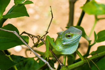 green lizard on a branch