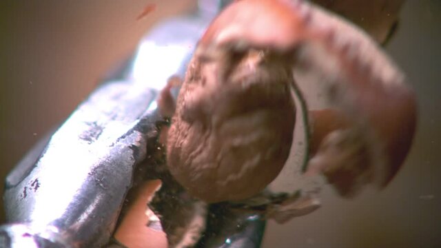 Hazelnut peel breaks in close and slow motion. Turkish hazelnut is broken with pliers.