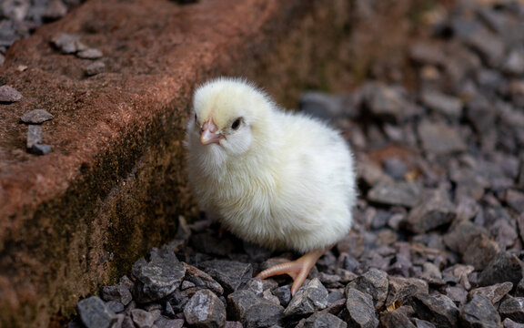 PORT&Atilde;O, RIO GRANDE DO SUL, BRAZIL - JANUARY 21, 2021: Yellow chick on its first day of life on a gravel floor investigating the new world.