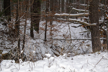 Winter landscape with green firs