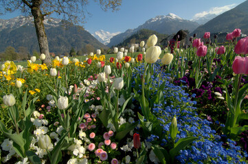 Tulips in Interlaken...Jungfrau in horizon