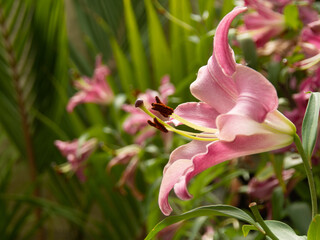 Fototapeta premium ピンクの花 百合のアップ 