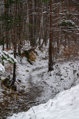 Winter landscape with green firs