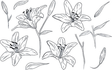 Realistic lilies. Flowers, leaves and branches. Hand drawn vector illustration. Monochrome black and white ink sketch. Line art. Isolated on white background. Coloring page.