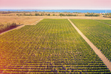 Agricultural landscape. Autumn view of the vineyard plantation by the sea. Row of vines. Aerial view