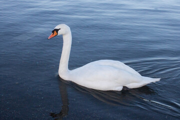 The swans swimming on the beach of Lake Bracciano,Italy.Period winter in the afternoon.