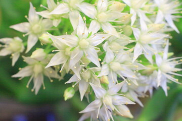 hermoso buque de flores miniatura color blanco 