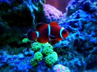 Premnas biaculeatus - Spine-cheeked anemone clownfish