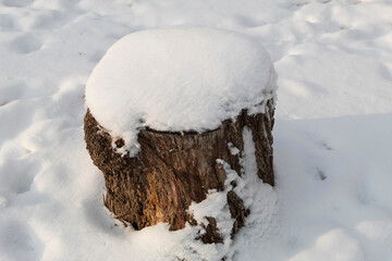 An old large stump covered with white fluffy snow.