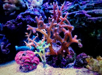 Birdsnest sps colorful coral -  Seriatopora sp. (pocilloporidae)