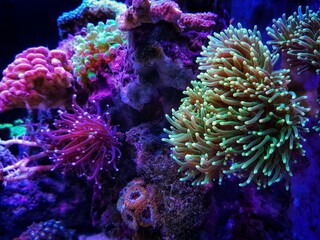 Fototapeta na wymiar Coral in Motion - Euphyllia Torch LPS coral