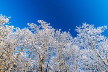 Winter in Czech republic, Bílé Karpaty, snow, forester, tree