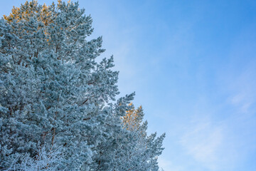 winter panorama, pine branches in frost and snow, blue sky . frosty morning