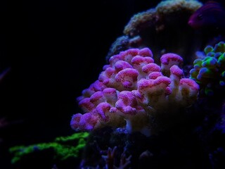 Fototapeta na wymiar Green Stylophora SPS coral in reef aquarium tank - Pocilloporidae sp. 