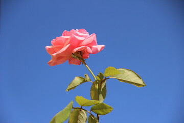 red rose against blue sky