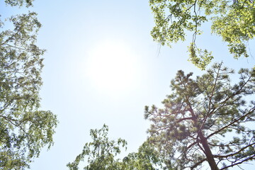 the sky and the tree, the sun and the tree