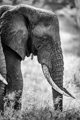 Black and white elephant in Africa