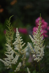 close-up of flowers, white flower, garden flower