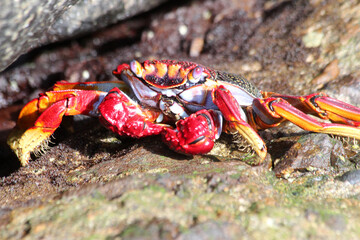 rote_Klippenkrabbe