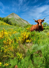 Beautiful volcanic mountain landscape with a mountain Salers cow in the mountain pastures