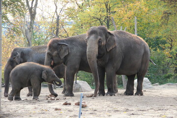 elephants family in the zoo