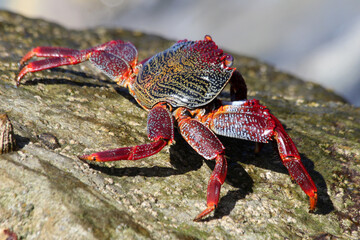 rote_Klippenkrabbe