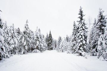Beautiful winter landscape - forest in snow