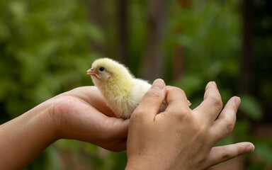 PORTÃO, RIO GRANDE DO SUL, BRAZIL - JANUARY 21, 2021: Yellow chick on its first day of life...