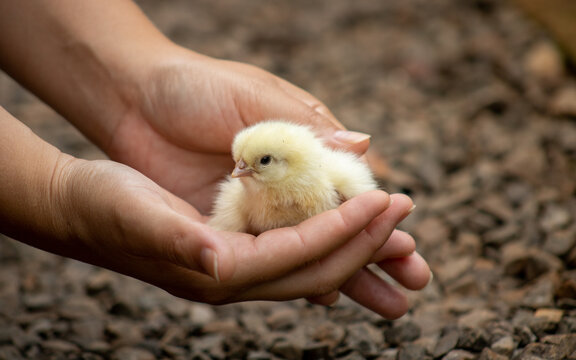 PORT&Atilde;O, RIO GRANDE DO SUL, BRAZIL - JANUARY 21, 2021: Yellow chick on its first day of life holding by protective hands while discovering a new world.