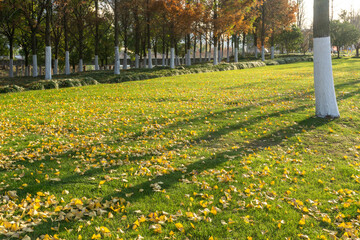 Fallen leaves of ginkgo trees on grass in autumn park