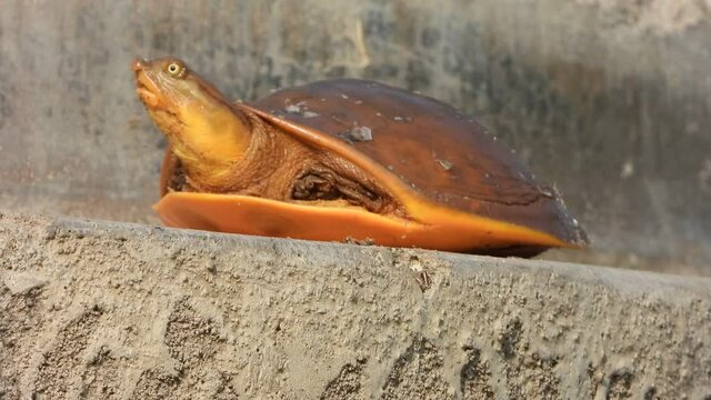 Pond Tortoise in pond area .