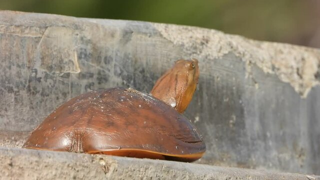Pond Tortoise in pond area ...