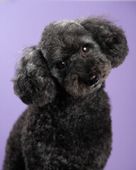 Cute black, grey medium poodle portrait on purple background